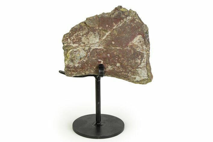 Fossil Sauropod Vertebra Section with Metal Stand - Colorado #354324